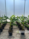Bananowiec Musa basjoo wysokość całkowita: 100-120cm