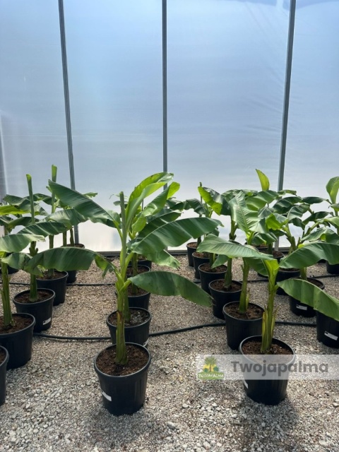 Bananowiec Musa basjoo wysokość całkowita: 100-120cm