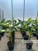 Bananowiec Musa basjoo wysokość całkowita: 100-120cm