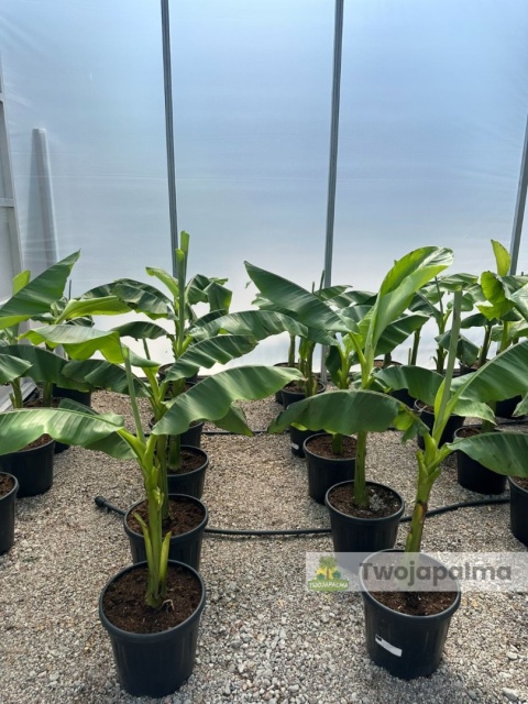 Bananowiec Musa basjoo wysokość całkowita: 100-120cm