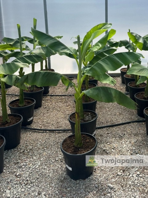 Bananowiec Musa basjoo wysokość całkowita: 100-120cm