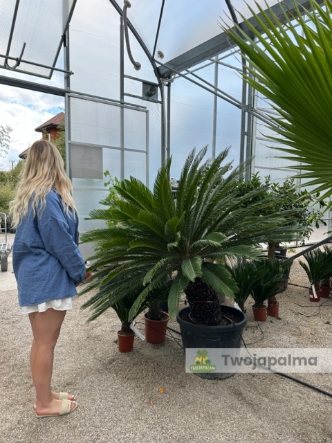 Cycas revoluta - pień: ok. 50cm, wys. całkowita: ok. 170cm