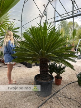 Cycas revoluta - pień: ok. 50cm, wys. całkowita: ok. 170cm