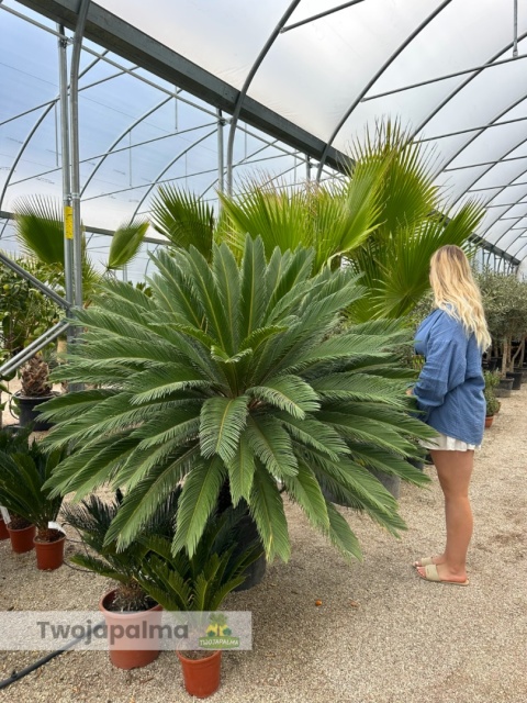 Cycas revoluta - pień: ok. 50cm, wys. całkowita: ok. 170cm