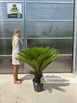 Cycas revoluta - wys. całkowita: ok. 110cm