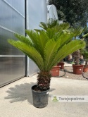 Cycas revoluta - wys. całkowita: ok. 110cm