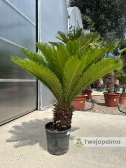 Cycas revoluta - wys. całkowita: ok. 110cm