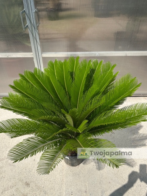 Cycas revoluta - wys. całkowita: ok. 110cm