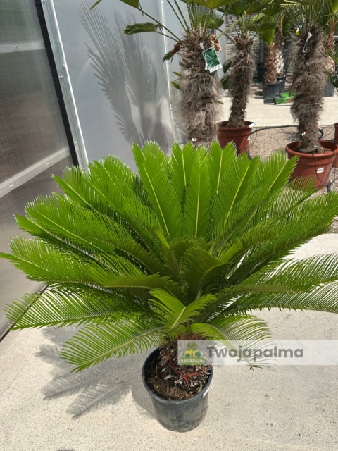 Cycas revoluta - wys. całkowita: ok. 110cm