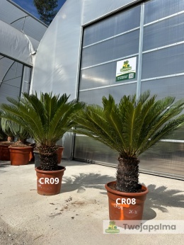 Cycas revoluta - wys. całkowita: ok. 100-120cm