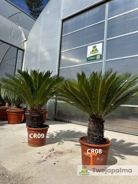 Cycas revoluta - wys. całkowita: ok. 100-120cm