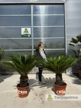 Cycas revoluta - wys. całkowita: ok. 100-120cm