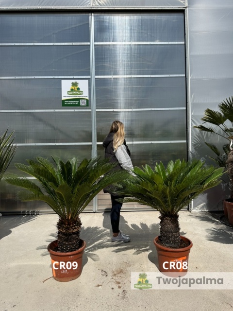 Cycas revoluta - wys. całkowita: ok. 100-120cm