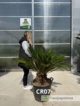 Cycas revoluta - wys. całkowita: ok. 120cm