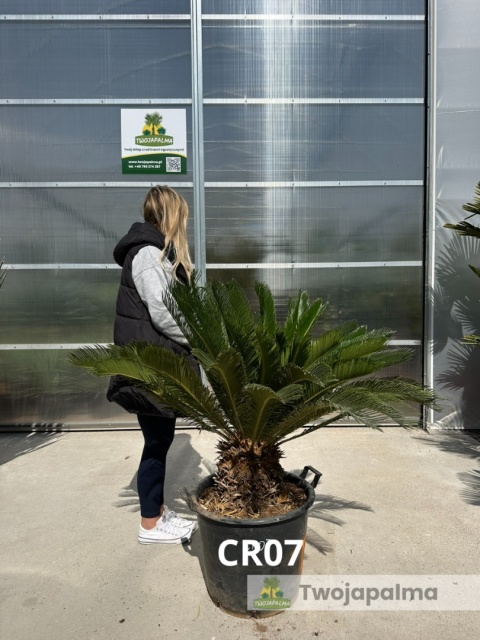 Cycas revoluta - wys. całkowita: ok. 120cm