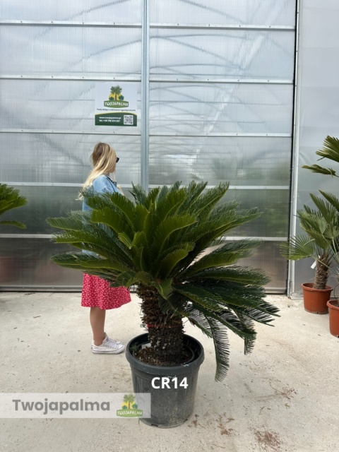 Cycas revoluta - wys. całkowita: ok. 130cm