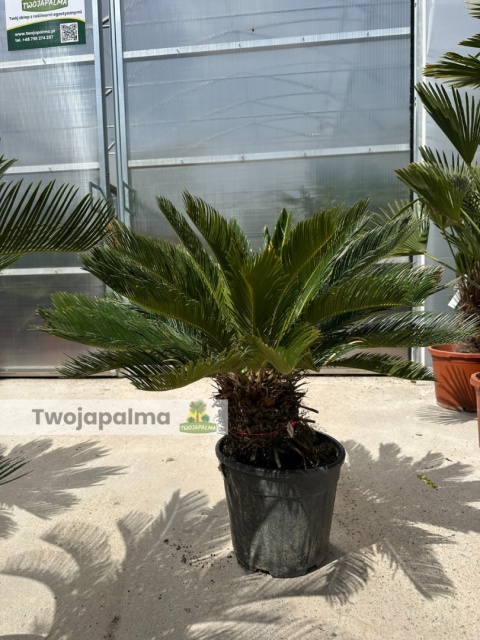 Cycas revoluta - wys. całkowita: ok. 80-90cm