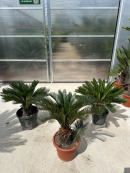 Cycas revoluta - wys. całkowita: ok. 80-90cm