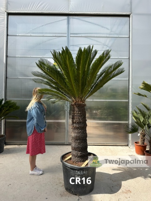 Cycas revoluta - wys. całkowita: ok. 220cm