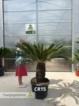 Cycas revoluta - wys. całkowita: ok. 150-160cm