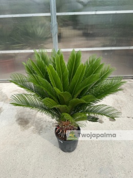 Cycas revoluta - wys. całkowita: ok. 110cm