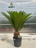 Cycas revoluta - wys. całkowita: ok. 110cm