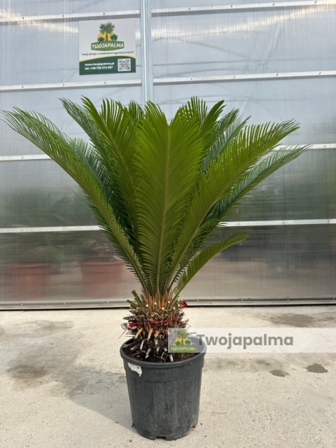 Cycas revoluta - wys. całkowita: ok. 110cm