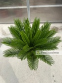 Cycas revoluta - wys. całkowita: ok. 110cm