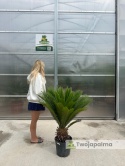 Cycas revoluta - wys. całkowita: ok. 110cm