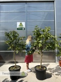 Cytron 'Ręka Buddy' drzewko (Citrus medica) - wys. całkowita z donicą: ok. 170-190cm