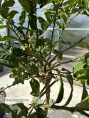 Cytron 'Ręka Buddy' drzewko (Citrus medica) - wys. całkowita z donicą: ok. 170-190cm