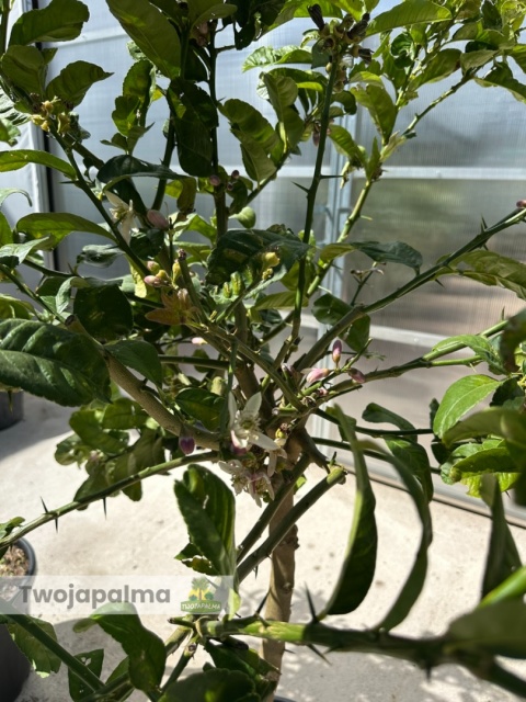 Cytron 'Ręka Buddy' drzewko (Citrus medica) - wys. całkowita z donicą: ok. 170-190cm