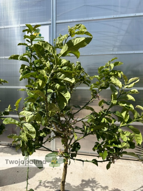 Cytron 'Ręka Buddy' drzewko (Citrus medica) - wys. całkowita z donicą: ok. 170-190cm