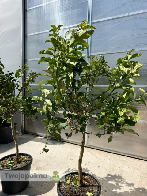 Cytron 'Ręka Buddy' drzewko (Citrus medica) - wys. całkowita z donicą: ok. 170-190cm