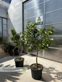 Cytron 'Ręka Buddy' drzewko (Citrus medica) - wys. całkowita z donicą: ok. 170-190cm
