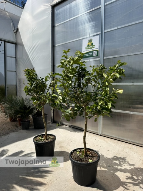 Cytron 'Ręka Buddy' drzewko (Citrus medica) - wys. całkowita z donicą: ok. 170-190cm