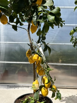 Cytryna drzewko (Citrus limon) - wysokość całkowita z donicą: ok. 200cm