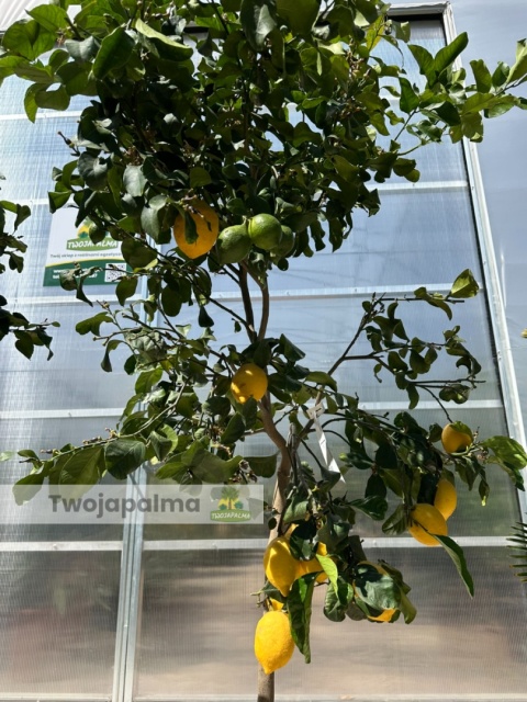 Cytryna drzewko (Citrus limon) - wysokość całkowita z donicą: ok. 200cm