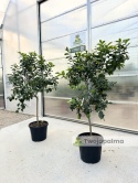 Cytryna drzewko (Citrus limon) - wysokość całkowita z donicą: ok. 200cm