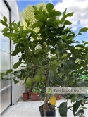 Cytryna drzewko (Citrus limon) - wysokość całkowita z donicą: ok. 200cm