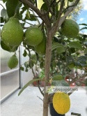 Cytryna drzewko (Citrus limon) - wysokość całkowita z donicą: ok. 200cm