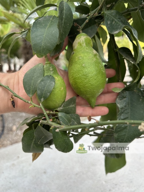 Cytryna drzewko (Citrus limon) - wysokość całkowita z donicą: ok. 200cm