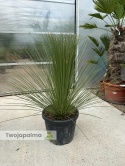 Dasylirion longissimum (trawa drzewiasta) wysokość rośliny: 120-130cm
