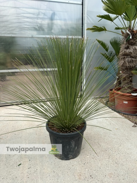 Dasylirion longissimum (trawa drzewiasta) wysokość rośliny: 120-130cm