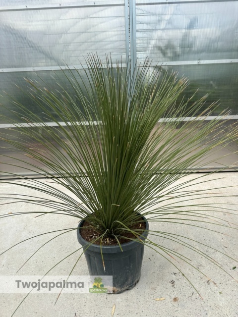 Dasylirion longissimum (trawa drzewiasta) wysokość rośliny: 120-130cm