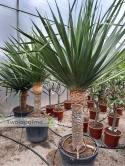 Dracena draco - Smocze drzewo wys. całkowita: ok. 220cm