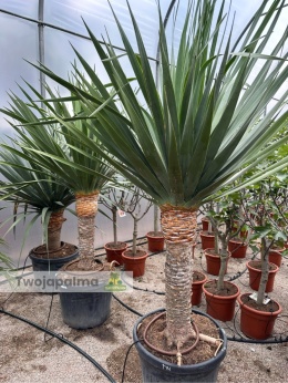 Dracena draco - Smocze drzewo wys. całkowita: ok. 220cm