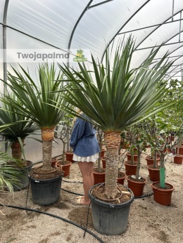 Dracena draco - Smocze drzewo wys. całkowita: ok. 220cm