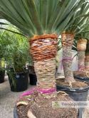 Dracena draco - Smocze drzewo wys. całkowita: ok. 200cm