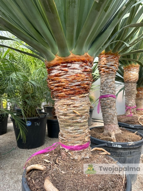 Dracena draco - Smocze drzewo wys. całkowita: ok. 200cm